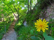 59 Scorzonera humilis- Scorzonera minore sul sentiero per il Monte Zucco